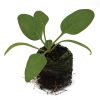Spinach – Space - Image 2