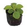 Stevia – Criole - Image 2