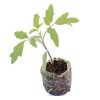 Tomato – Striped German Heirloom - Image 2