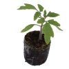 Tomato – Valencia Heirloom - Image 2