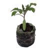 Tomato – Yellow Pear Heirloom - Image 2