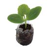 Zucchini – Bush Baby - Image 2