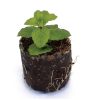 Peppermint – Watcom - Image 2