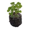 Kale -Siberian (BabyGreen/MicroGreen) - Image 2
