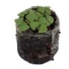 Basil – Thai (BabyGreen/MicroGreen) - Image 2