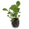 Kale -Toscano (BabyGreen/MicroGreen) - Image 2