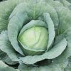 Cabbage – Capture - Image 3
