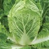 Cabbage – Bilko - Image 3
