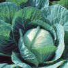 Cabbage – Farao - Image 3