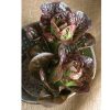 Lettuce – Breen (Mini Romaine) - Image 3