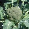 Broccoli – Belstar (head) - Image 3