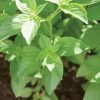 Basil – Lemon (BabyGreen/MicroGreen) - Image 3
