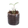 Beneficial Insect Attractant - Image 2