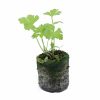 Parsley – Giant of Italy - Image 2