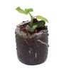 Provider (Bush Beans) - Image 2