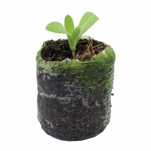 Tower Garden Seedlings Aeroponic Seedlings Seedlings for Tower