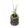 Chives – Garlic (Nira) - Image 2