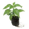 Pepper – Habanero - Image 2