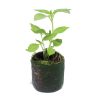 Basil – Lemon (BabyGreen/MicroGreen) - Image 2