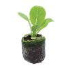 Lettuce – Dragoon (Mini Romaine) - Image 2
