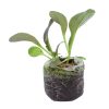 Pac Choi – Red Choi - Image 2