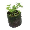 Parsley – Moss Curled II - Image 2
