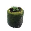 Rosemary - Image 2