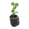 Snap Peas – Royal Snow (Purple) - Image 2