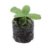 Sunflower – Dwarf - Image 2