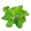 Basil – Holy Tulsi
