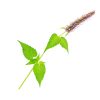 Anise – Hyssop