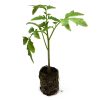Tomato – Black Krim - Image 2