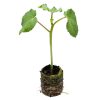 Okra – Clemson Spineless - Image 2