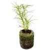 Cumin – Cumin - Image 2