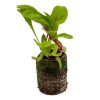 Swiss Chard – Rhubarb - Image 2