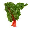 Swiss Chard – Rhubarb