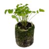 Salad Greens – Salad Burnet - Image 2