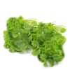 Salad Greens – Salad Burnet