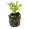 Asian Greens – Shungiku - Image 2
