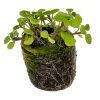 Watercress – Cressida - Image 2
