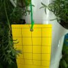 Yellow Sticky Trap - Image 2
