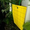 Yellow Sticky Trap