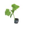 Cucumber - Adam Gherkin (Pickling)