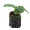 Cucumber - Salt & Pepper (Pickling) - Image 2