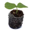 Cucumber - Marketmore - Image 2