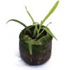Tarragon - Mexican - Image 2