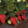Strawberries - Wendy