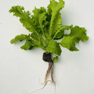 Mustard Greens – Wasabi