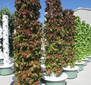 outdoor-aeroponic-tower-farm-10