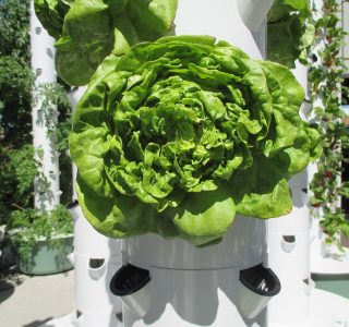 outdoor-aeroponic-tower-farm-4